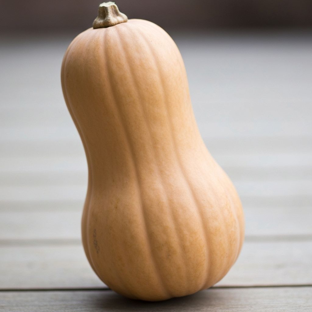Butternut Squash
